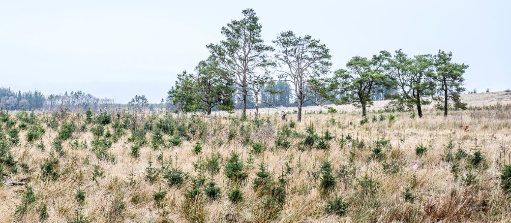 A photo of some new trees next to some older ones