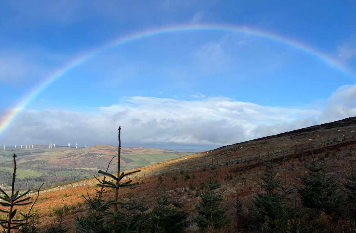 A rainbow over a tree plantation site