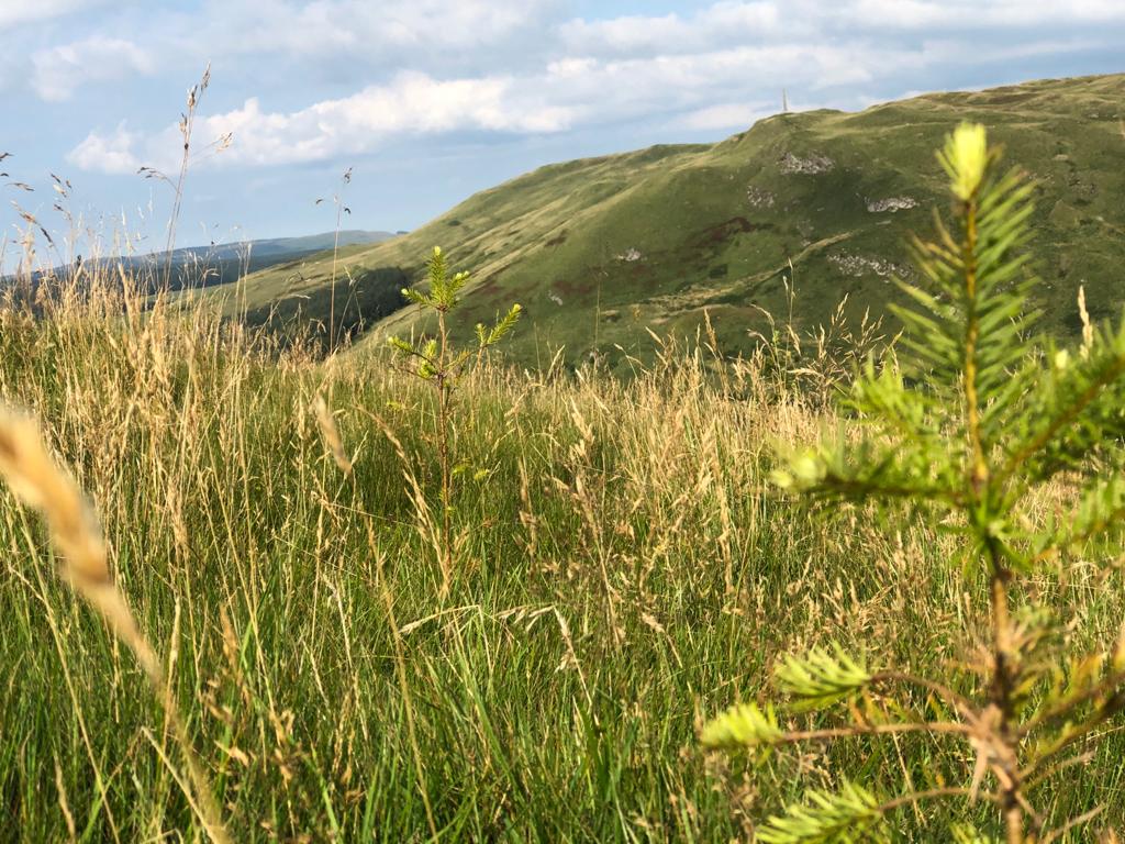 Close up planting at Bennan Hill