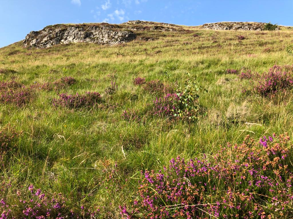 Young Birch at Bennan Hill 2020