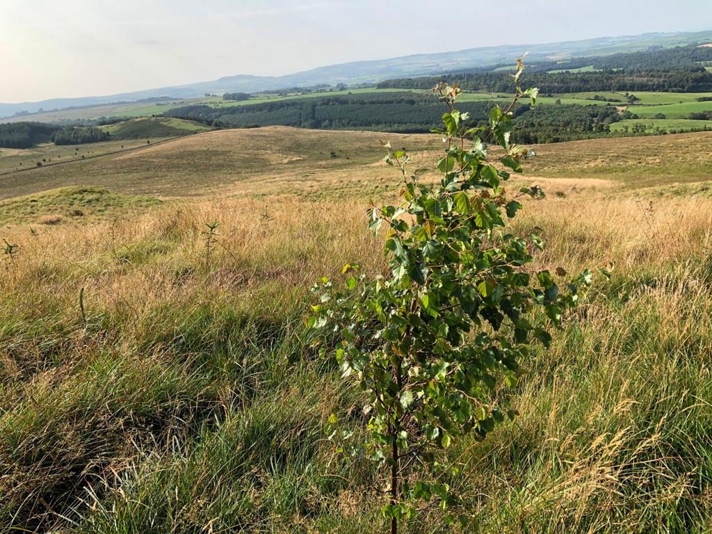 The planting area at Bennan Hill