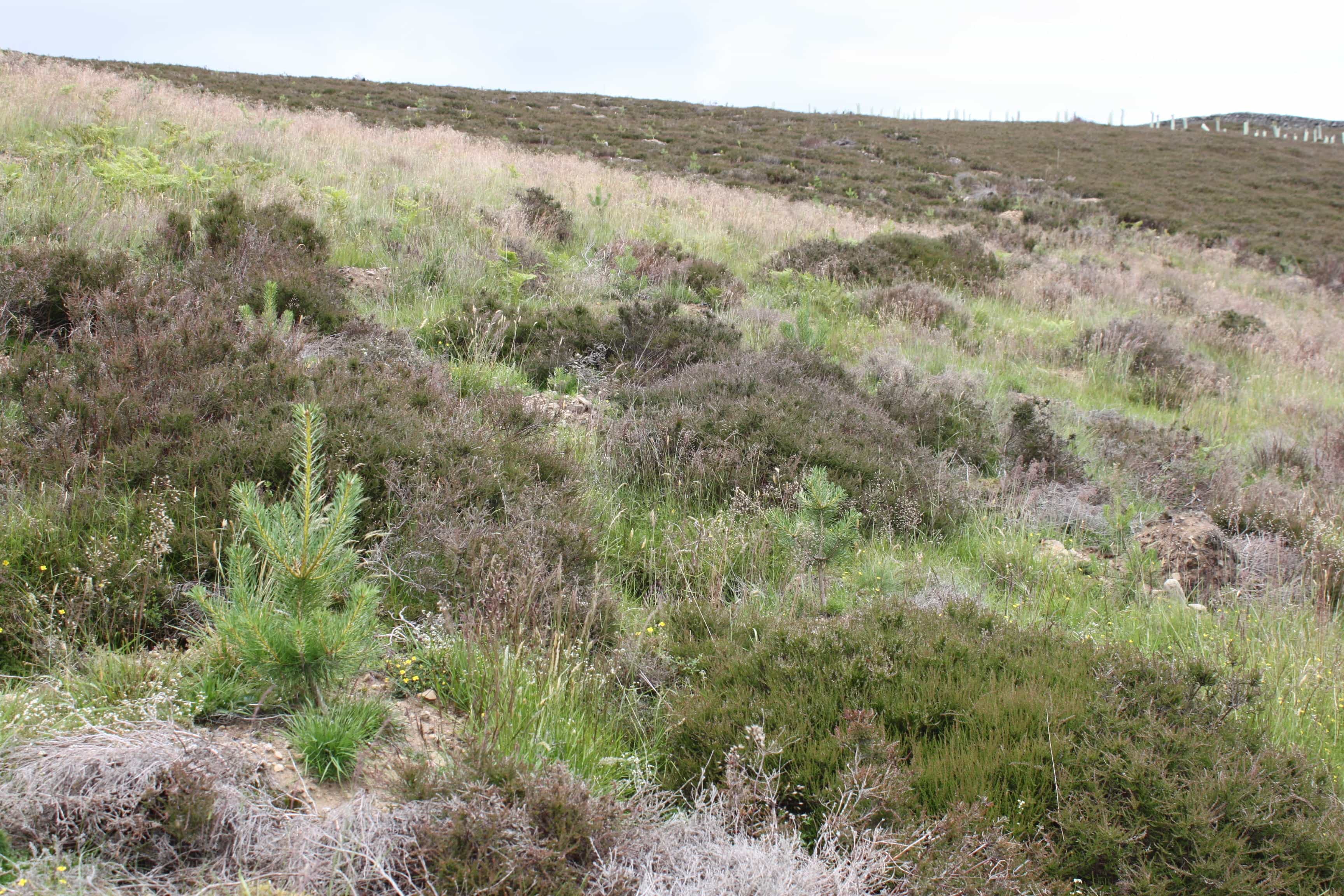 Scots pine near top planting line