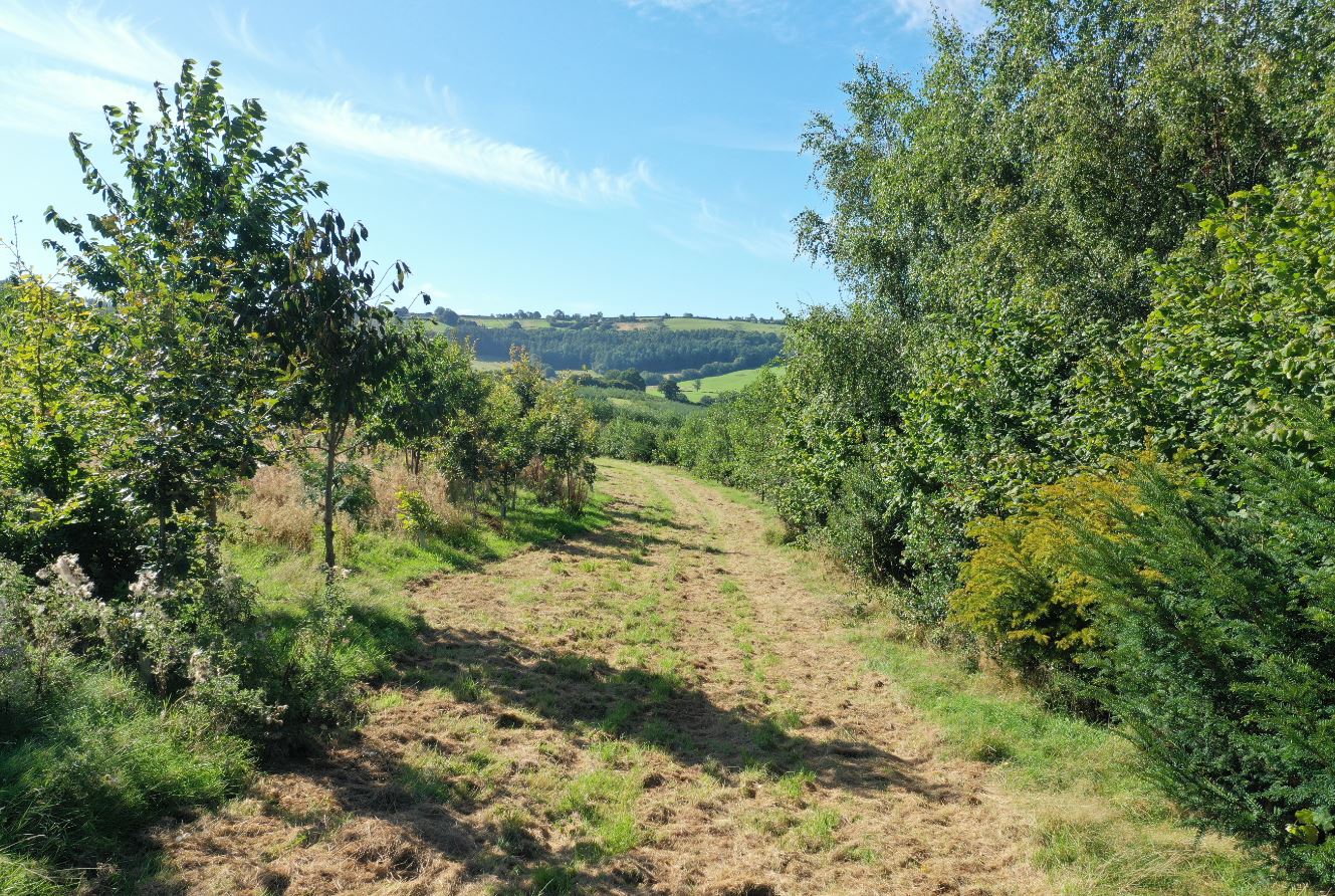 A path running through trees at Cwm Fagor