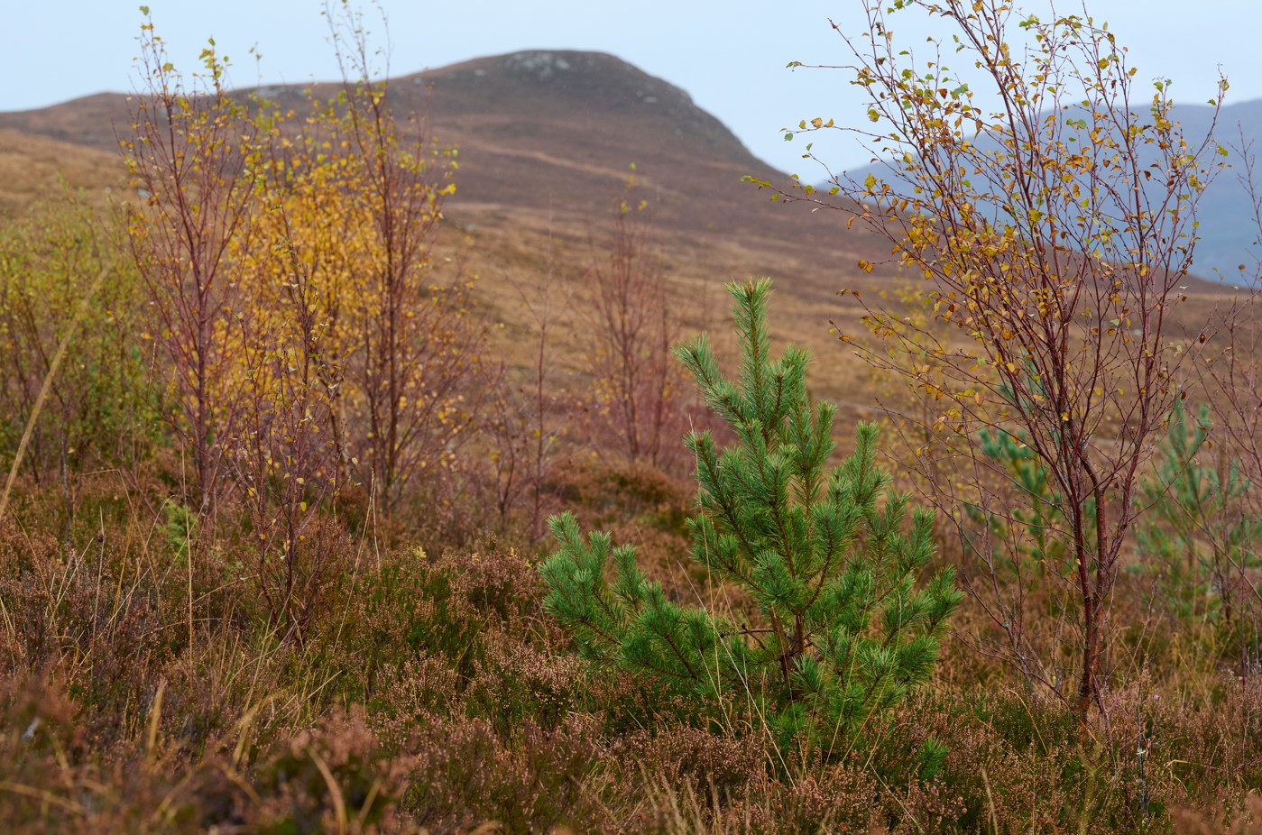 Young trees on a hill at Allt Ruadh