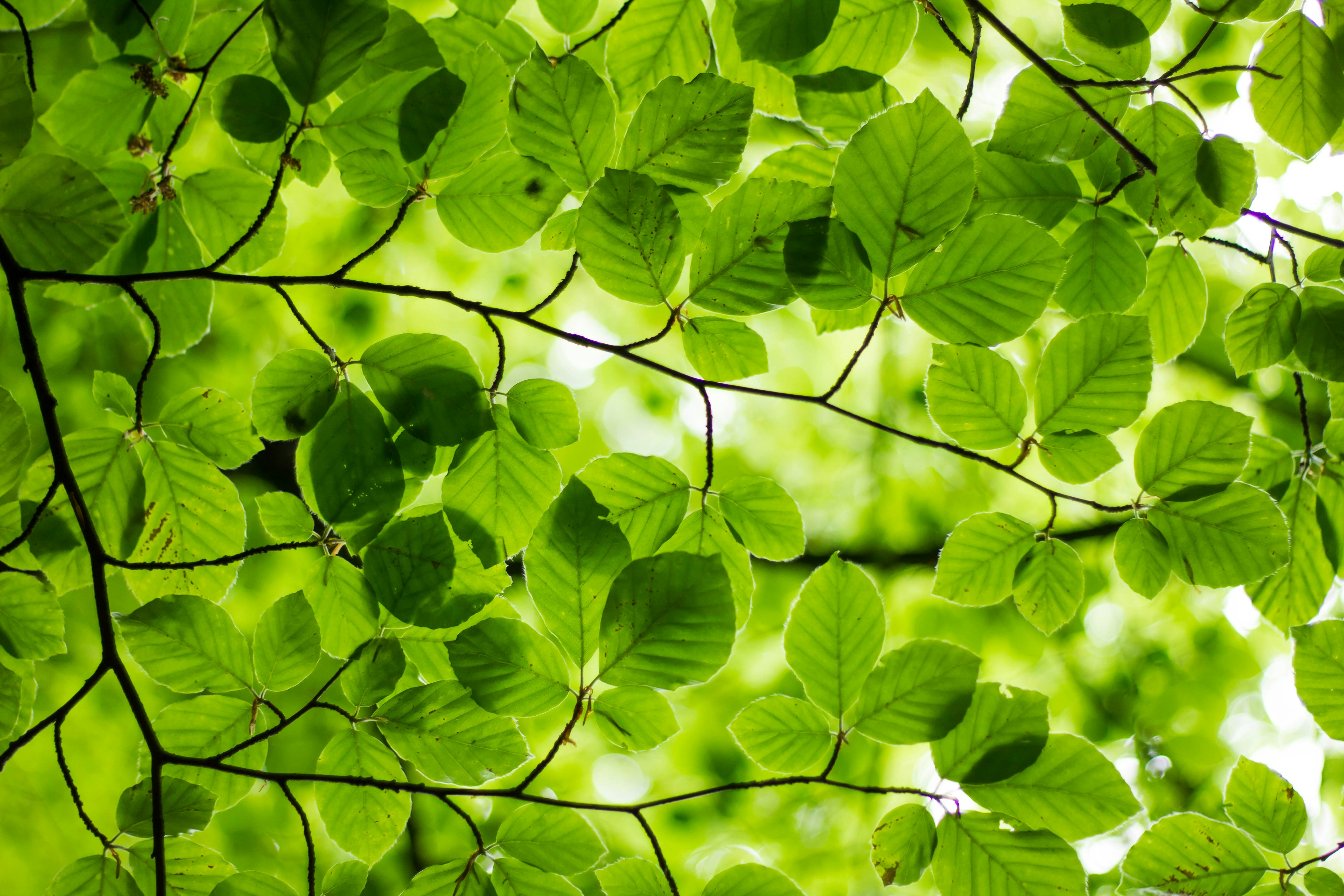 A close up of leaves on a tree