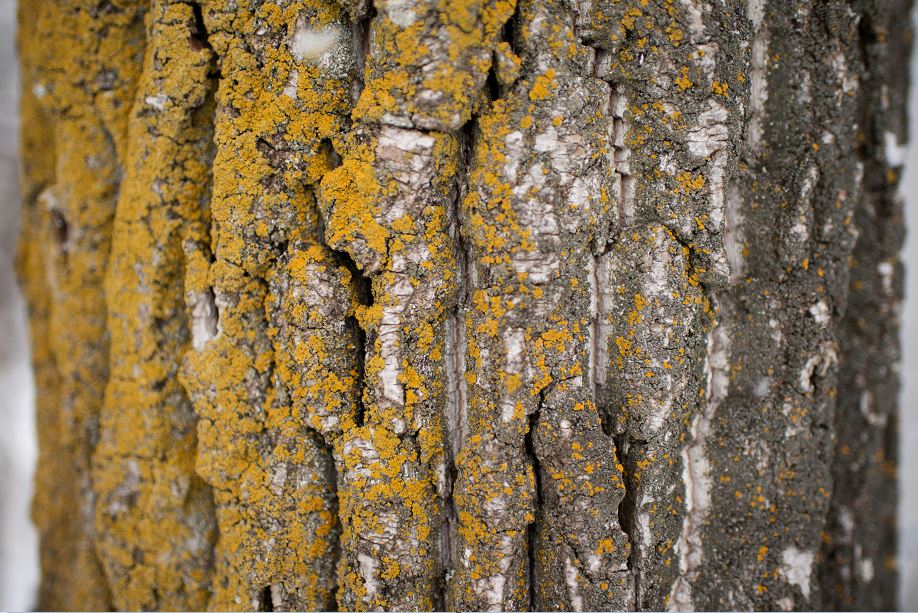 Close up of bark on a tree trunk