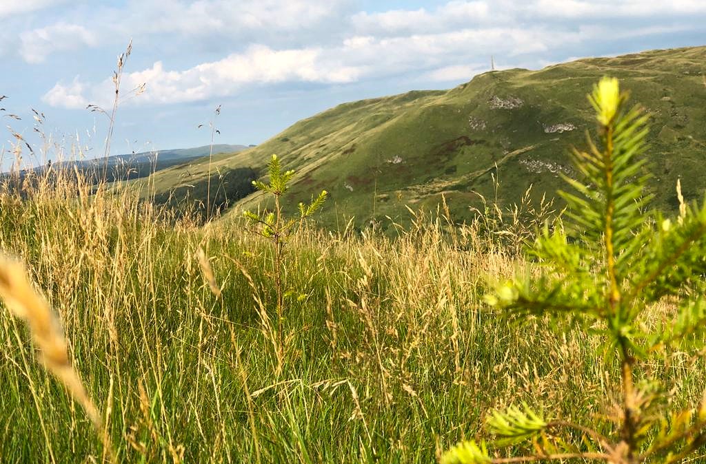 Young trees on Bennan Hill 