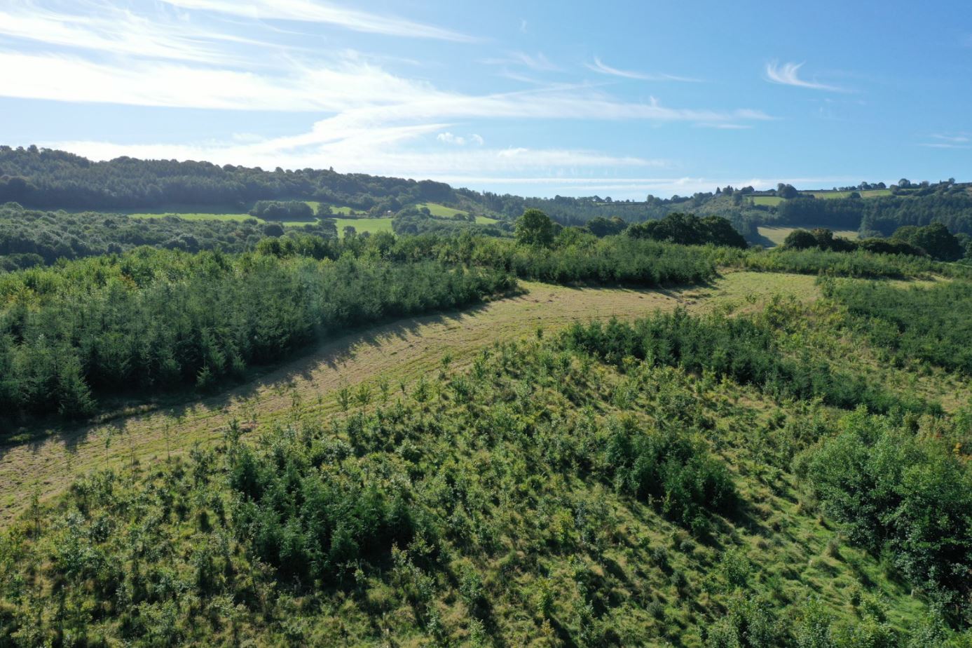 Trees from above at Cwm Fagor