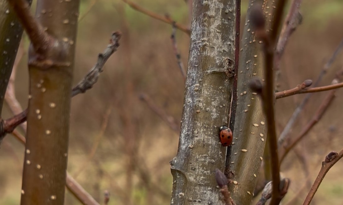 A ladybird on a young tree 