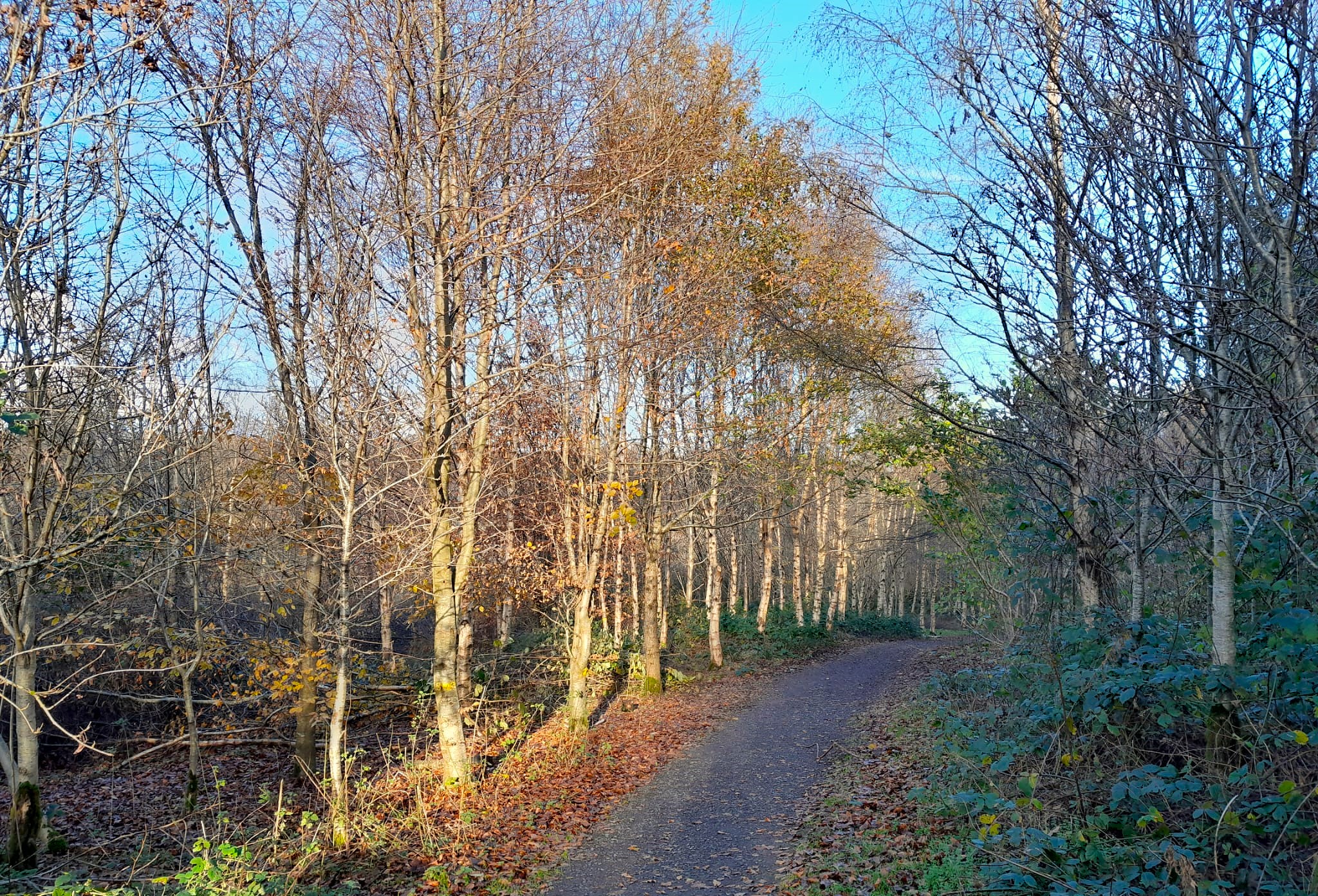 Trees along a path at Minnowburn