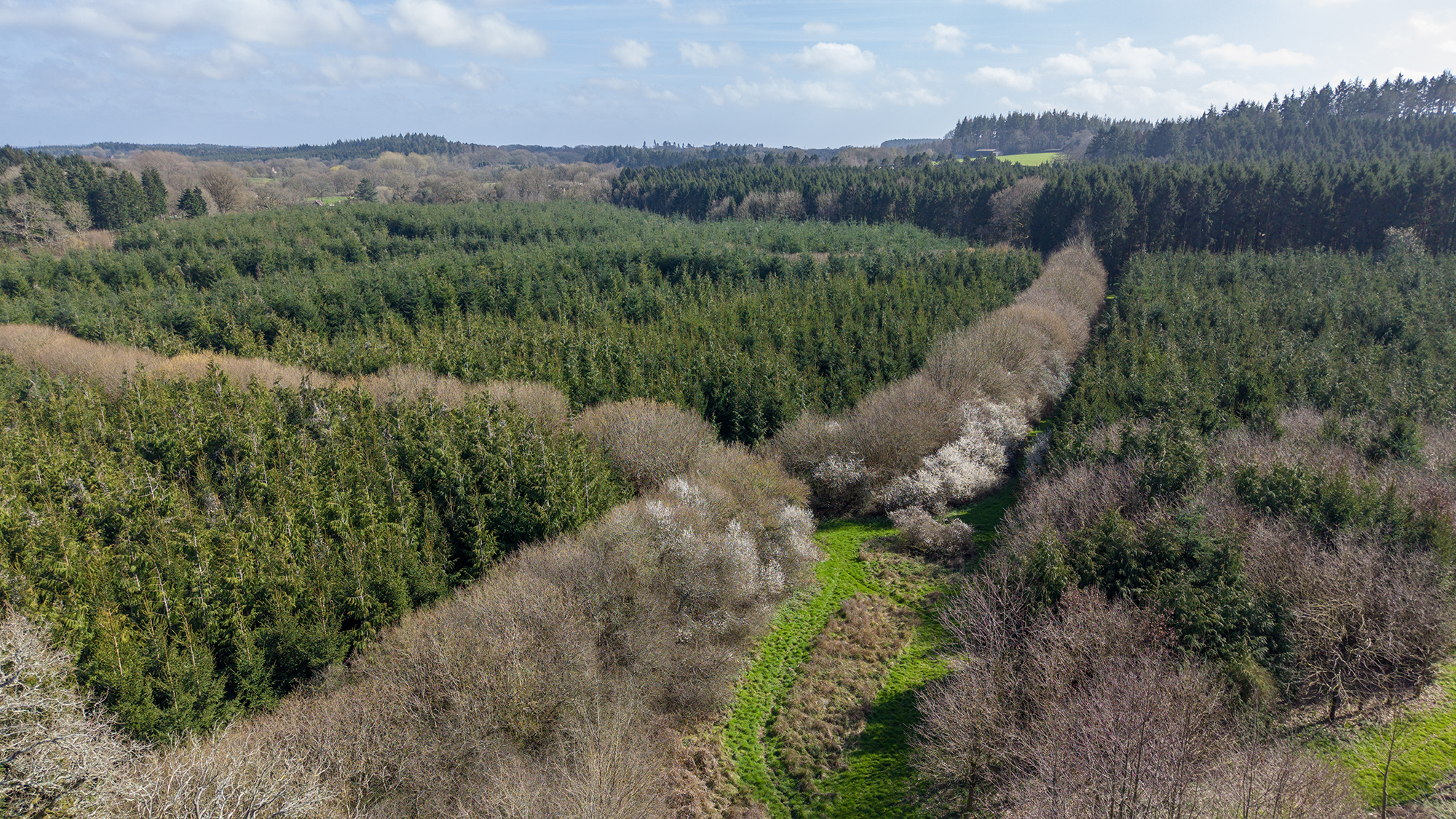 woodland from above