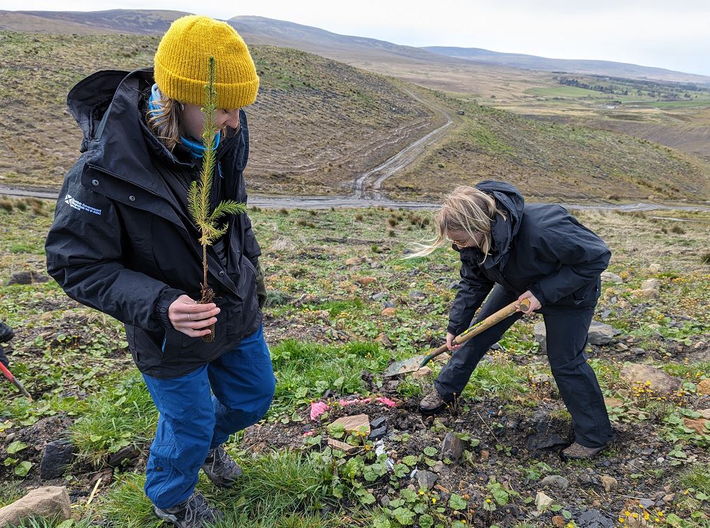 Two people planting trees