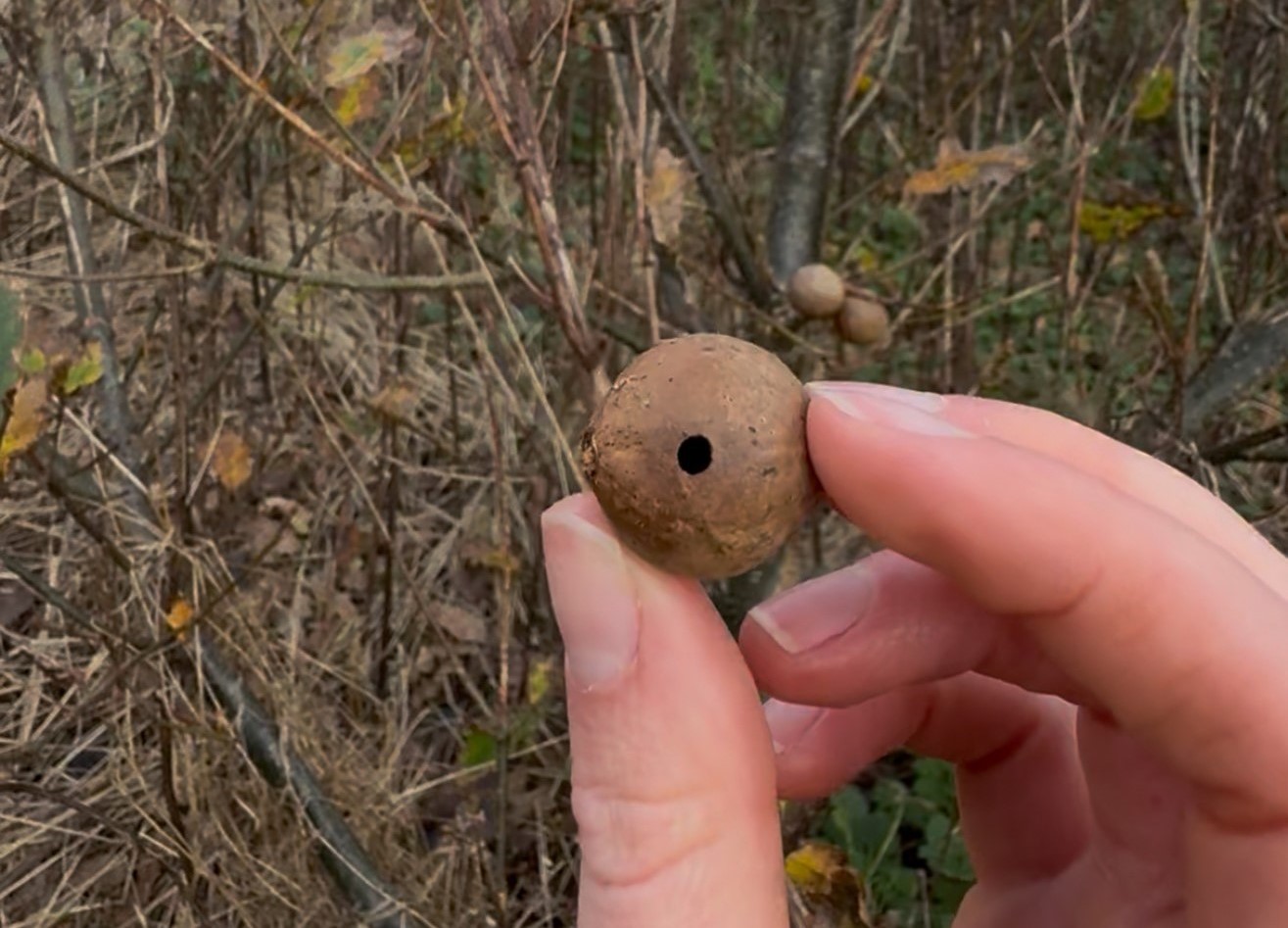 Hand holding a pod with trees behind