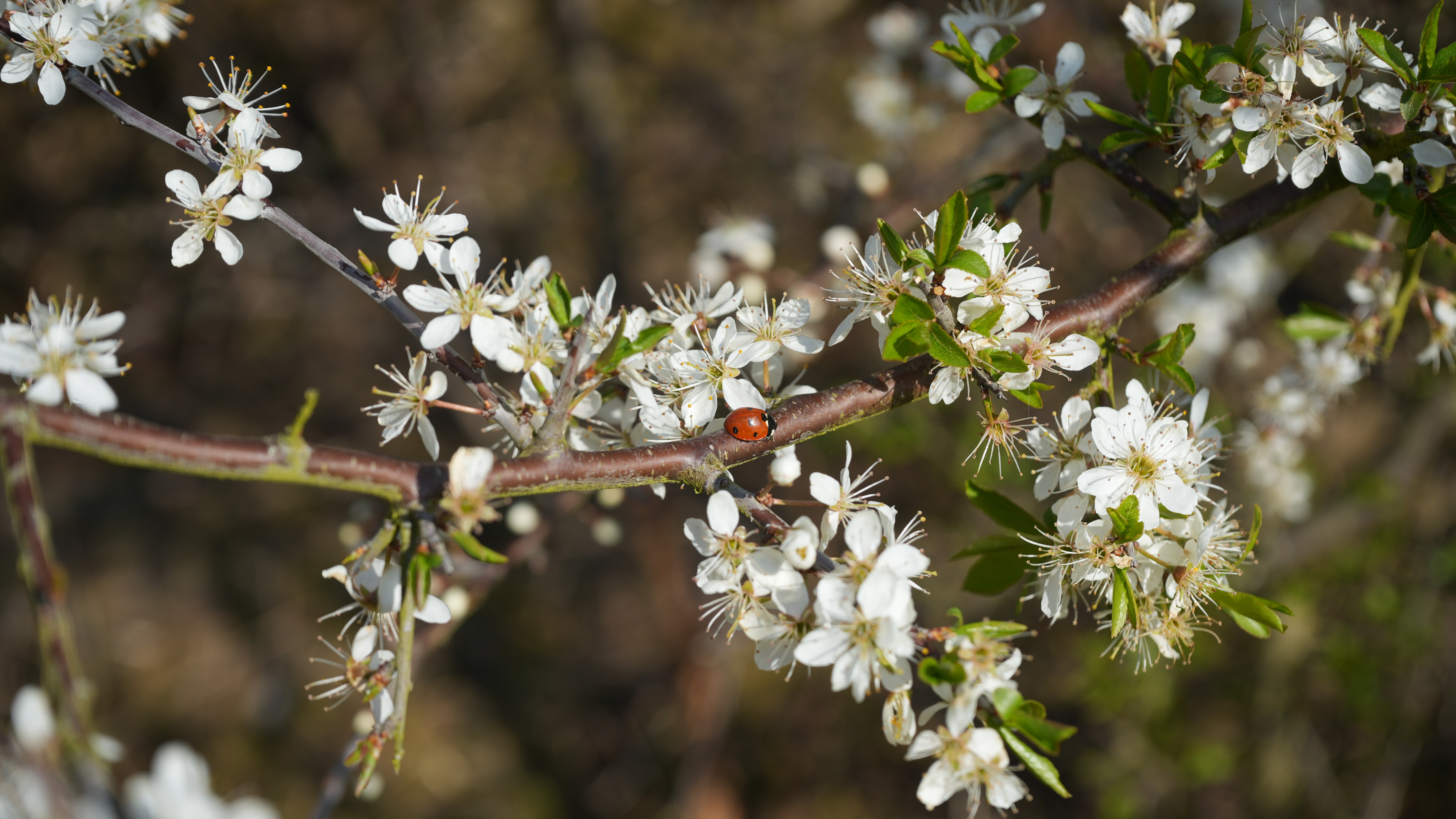 A ladybird on a branch with some white blossom
