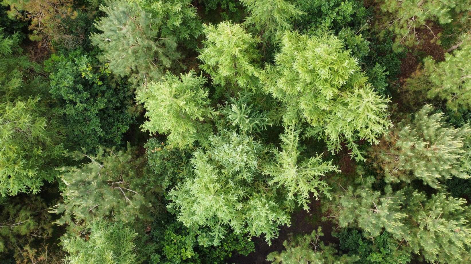 Trees from above