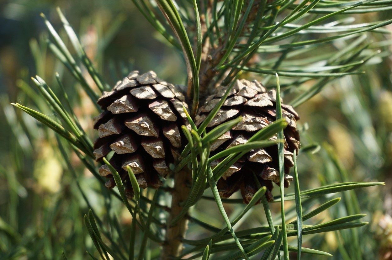 Pine cones on a branch of a Scots pine