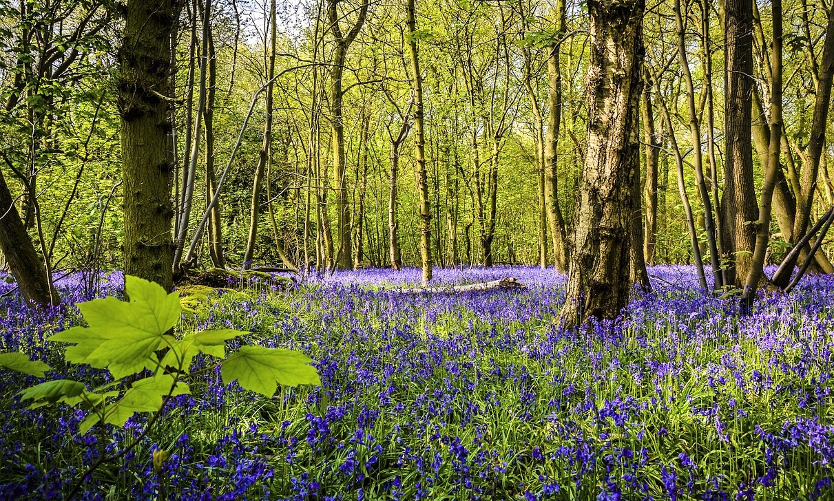 A woodland with bluebells