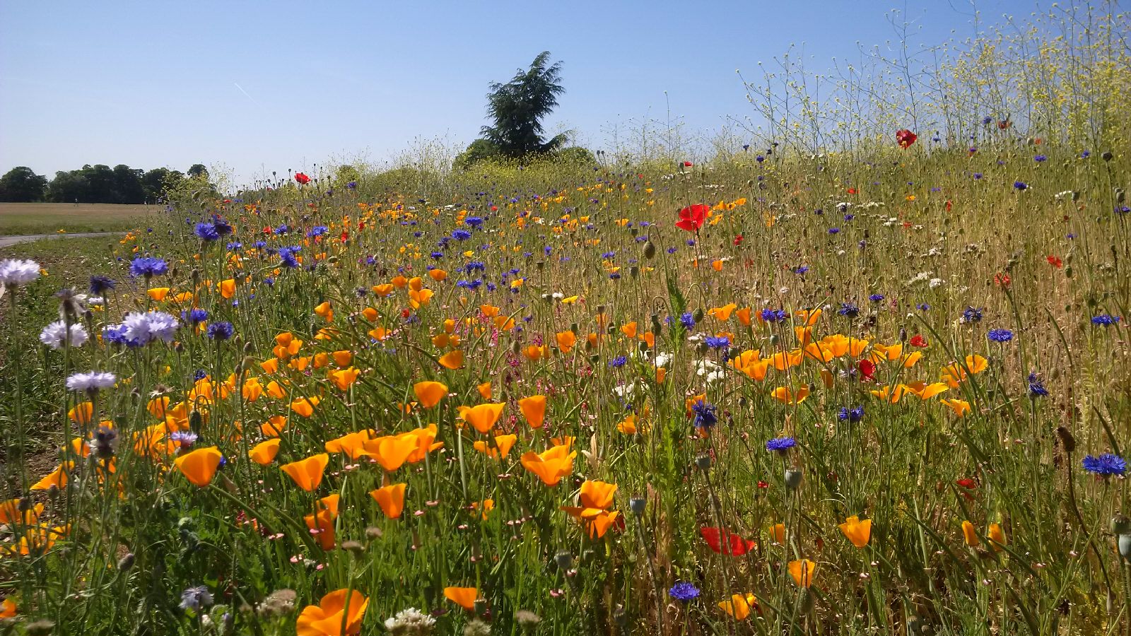 Wildflowers and trees at the site