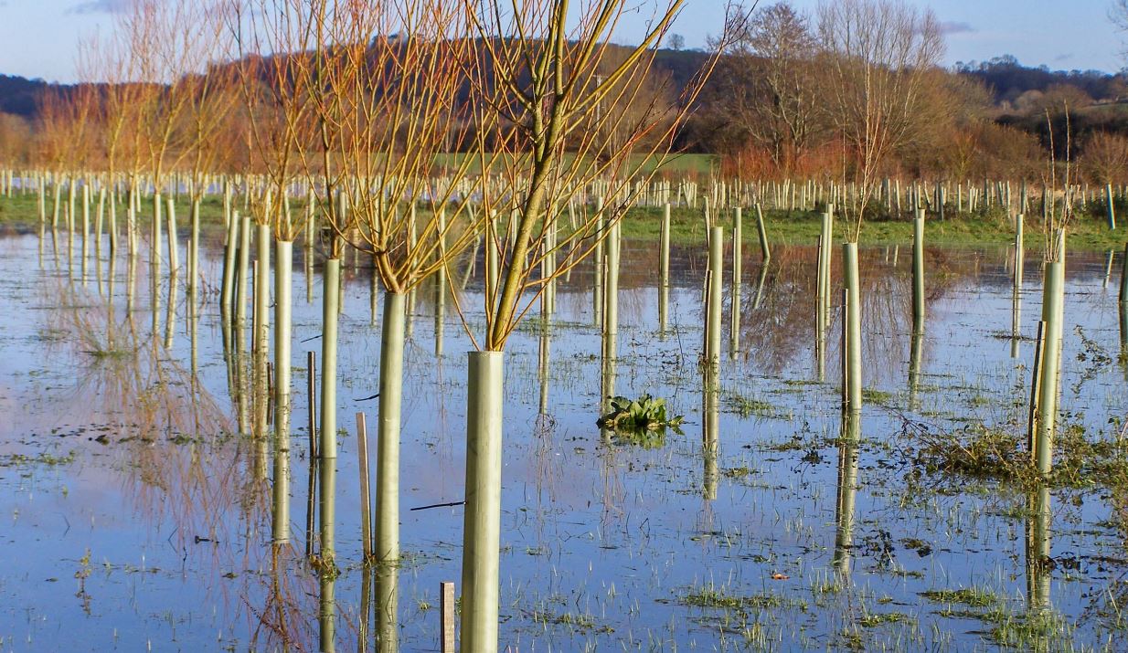 Young trees with water on the ground