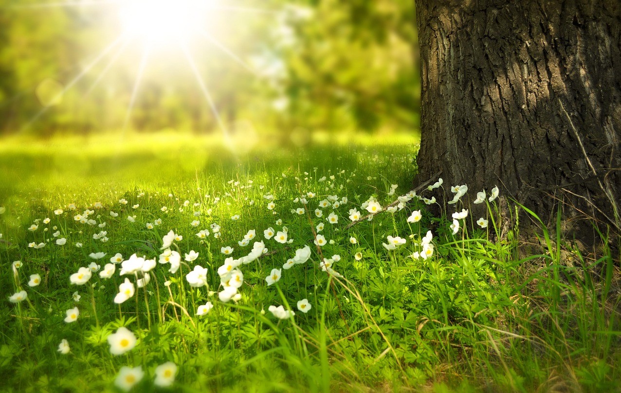 Flowers and grass at the base of a tree