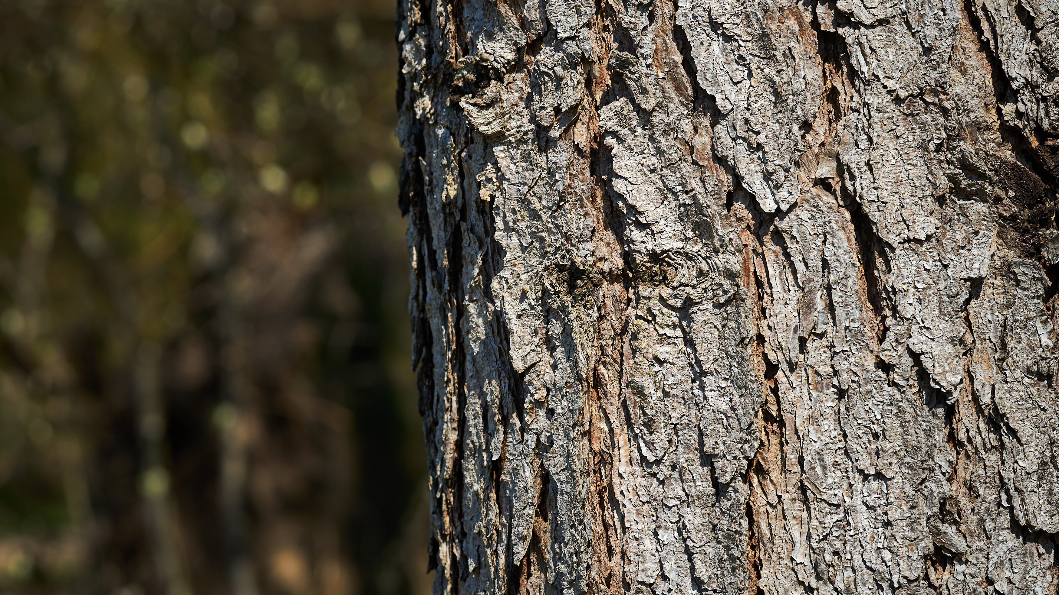 tree trunk